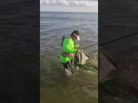 Close Encounter: Fisherman's Terrifying Shark Attack in Shallow Waters