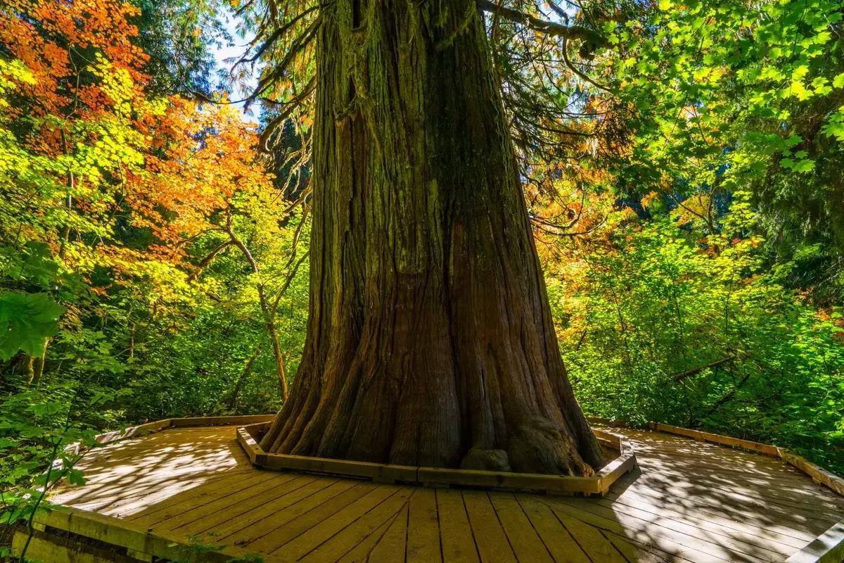Iconic Ancient Forest in Mount Rainier National Park Nears Reopening After Years of Closure