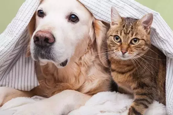 Treat Your Pets Right with Zooplus: The Ultimate Pet Paradise
