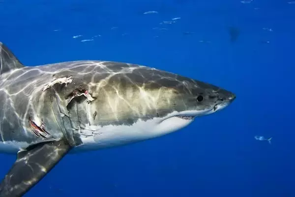 Anticipating Shark Week 2025: A Deep Dive into Marine Programming
