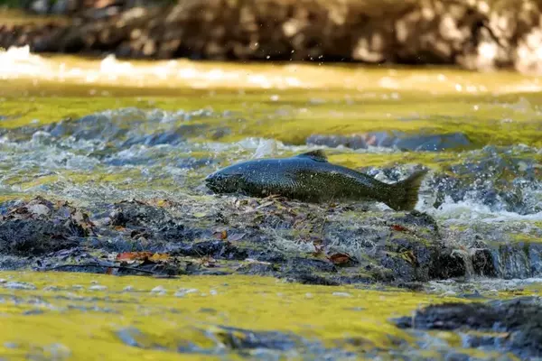 Chinook Salmon Return to Klamath River After Dam Removals