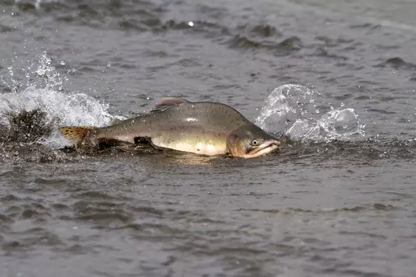Angler's Record Pink Salmon Disqualified in New York