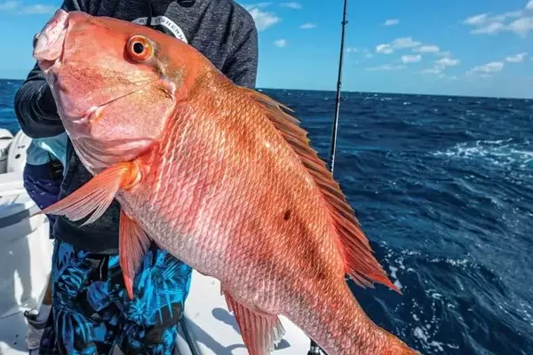 Mastering Bottom Fishing: Advanced Rigs and Techniques for Diverse Species