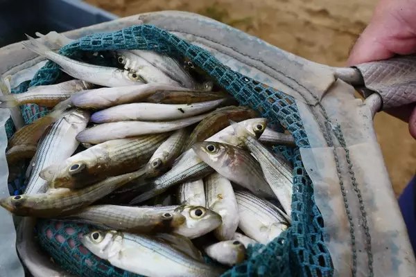 Striving to Save Striped Bass: A Deep Dive into Declining Populations and Conservation Efforts