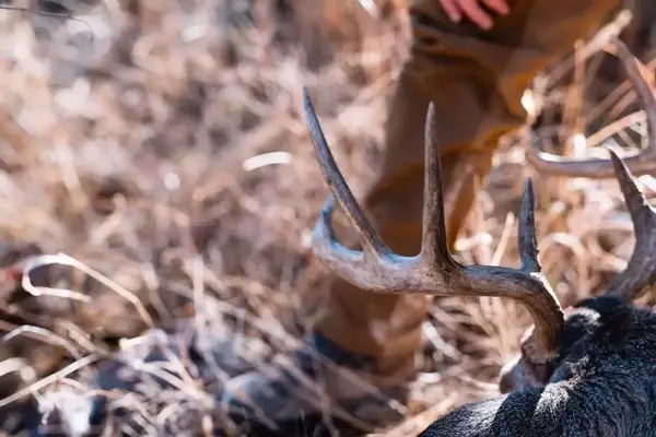 Expert Strategies for Successful Coues Deer Hunting