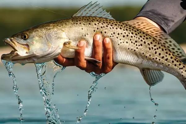 Winter Speckled Trout Angling in the Chesapeake