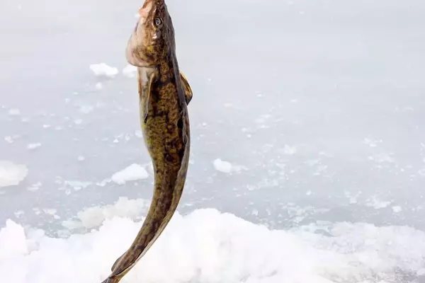 Mastering Ice Fishing for Burbot: A Comprehensive Guide
