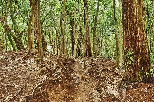 Hiker Impaled by Branch on Oahu Trail: A Story of Survival and the Unseen Dangers of the Wild