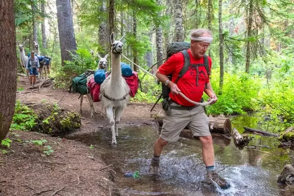 Llamas Assist Parkinson's Hikers in Rediscovering the Outdoors