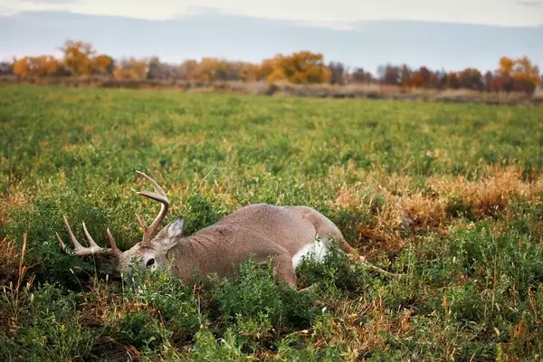The Art of Ground Hunting: A Personal Journey