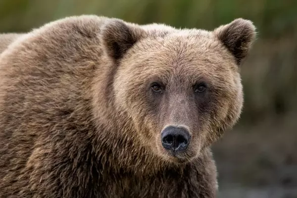 Grizzly Bear Attack in British Columbia Injures Eleven, Two Critically