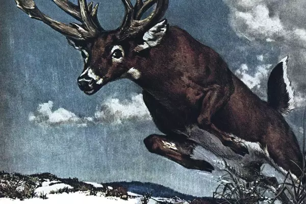 The Quest for the Legendary Double Hat Rack Buck