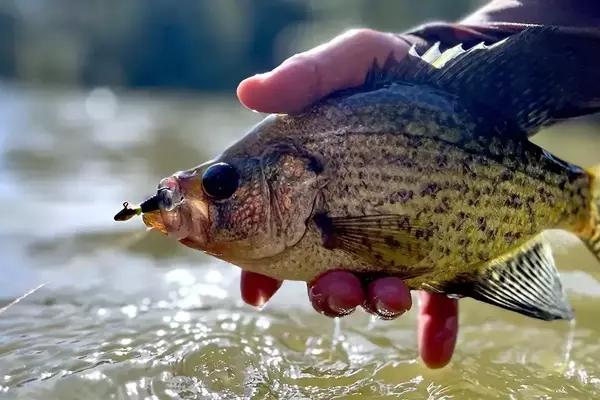 Mastering Crappie Angling in the Cold Season