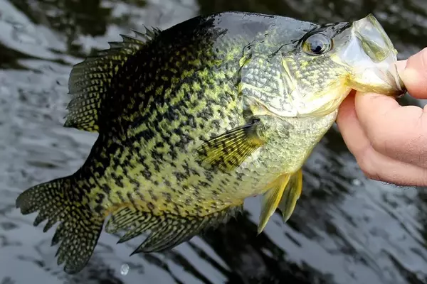 Louisiana Fisherman Cited for Exceeding Crappie Catch Limit