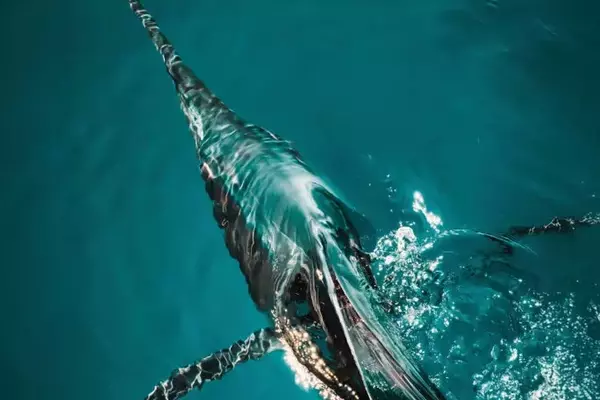 Pursuing Sailfish in Islamorada's Shallow Waters