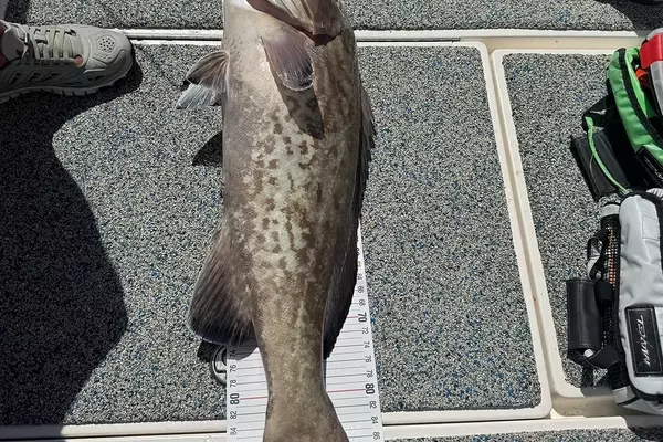 Angler Sets New World Length Record for Gag Grouper, Releases Fish Back into Gulf