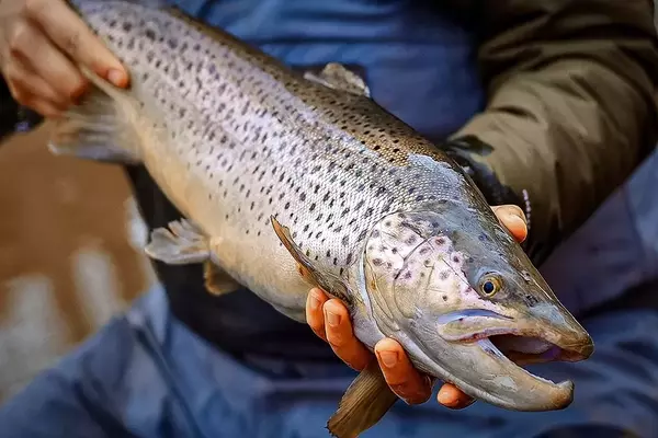 Great Lakes Fall Fishing: A Guide to Steelhead and Brown Trout