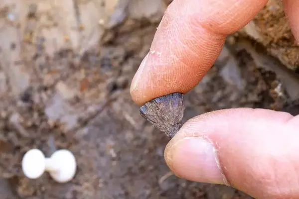 Ancient Fire-Starting: New Evidence Reshapes Human History