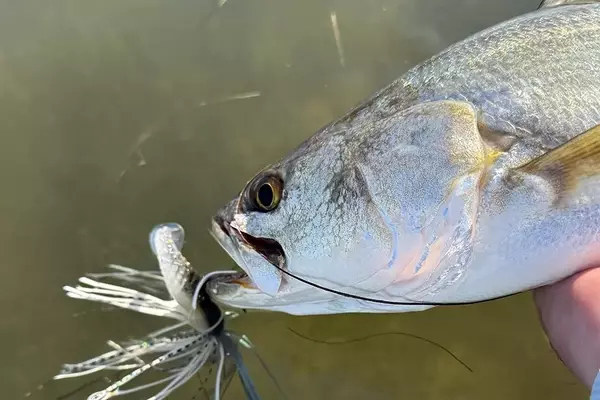 Berkley Saltwater SlobberKnocker: A Comprehensive Review