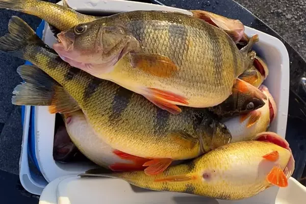 Michigan Fish Shrinking: A Consequence of Climate Change