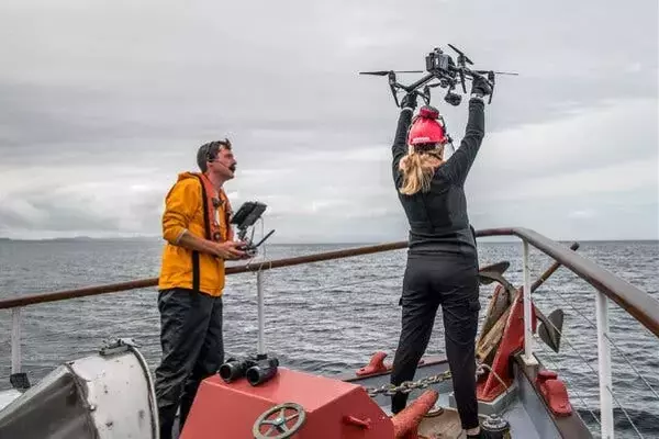 Unlikely Allies: Orcas and Dolphins Collaborate in Salmon Hunt