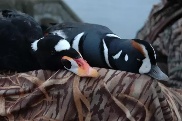 Top Late-Season Duck Hunting Destinations
