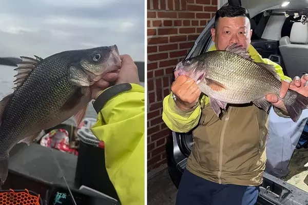 Angler Shatters New York's White Perch Record After 34 Years