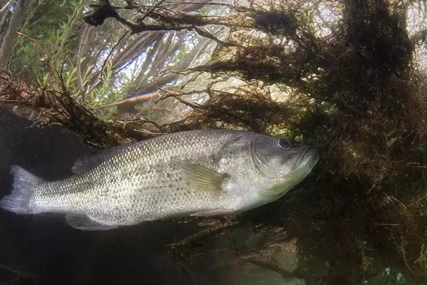 Mastering Lure Presentation: Advanced Techniques to Prevent Snags and Enhance Fishing Success
