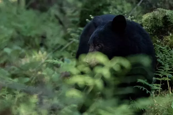Appalachian Trail Hikers Shun Bear Canisters Amid Rising Encounters