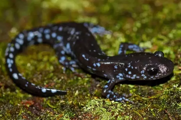 Salamanders' Remarkable Cold Tolerance Discovered