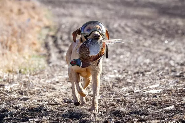 Protecting Your Hunting Dog's Eyes: A Hunter's Guide to Canine Eye Safety