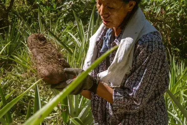 The Global Craze for Ube: Philippine Farmers Struggle to Meet Demand