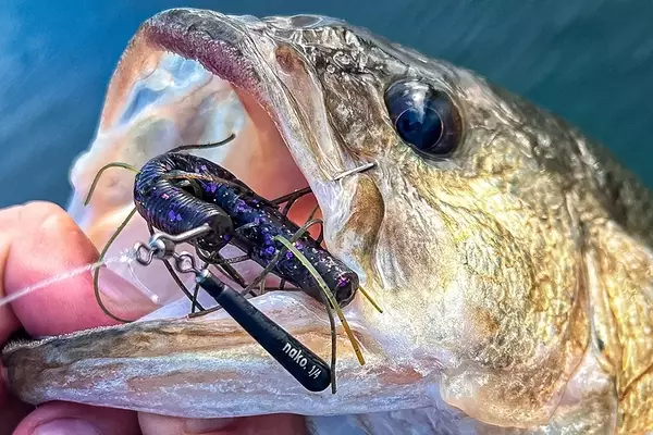 Exploring the Latest Innovations in Fishing Jigheads