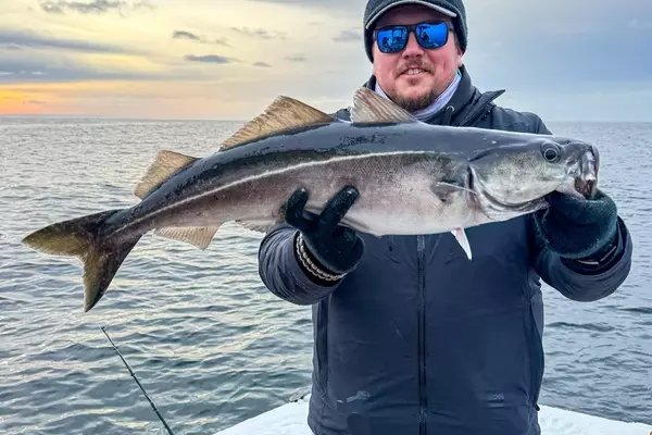 Winter Pollock Fishing: An Angler's Guide to the Atlantic's Understated Game Fish
