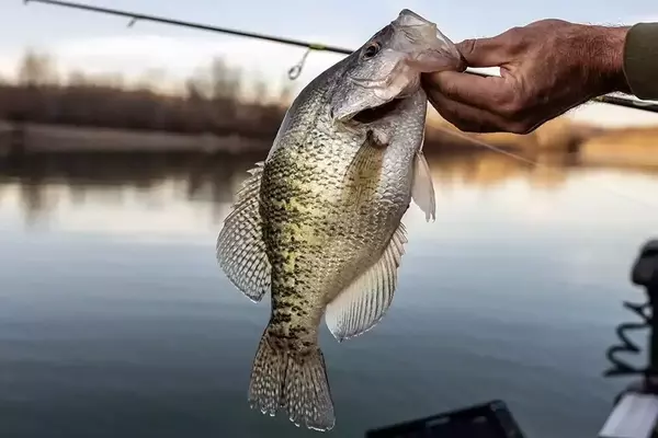 Winter Crappie Fishing in Kansas: A Guide to Success