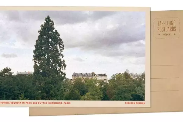 A Majestic Sequoia: Paris's Hidden Giant