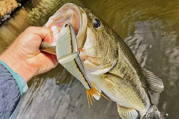 Comprehensive Review of the Berkley PowerBait Chop Block Glidebait