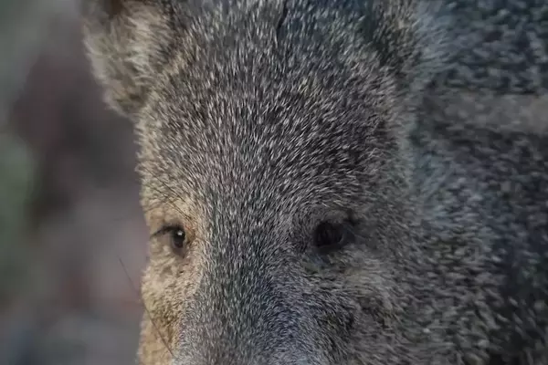 The Collared Peccary: A Unique Southwestern Resident
