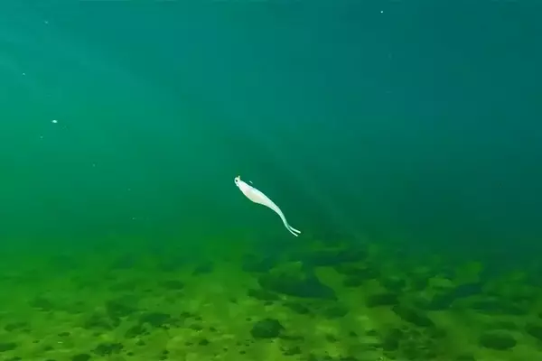 Unveiling the Underwater Dynamics of Damiki Rigs: A Guide to Minnow Baits