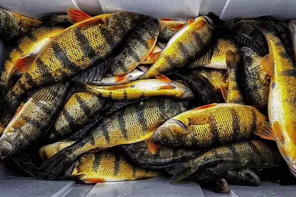 Mastering Winter Yellow Perch Angling