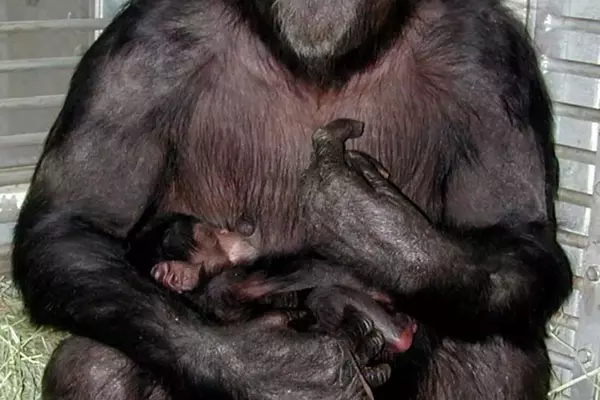 Commemorating Ai: A Cognitive Trailblazer Among Chimpanzees