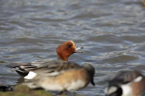 The Enduring Quest for the Eurasian Wigeon