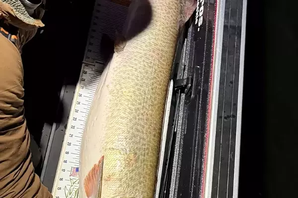 Wisconsin Muskie Record Shattered Thrice in One Year