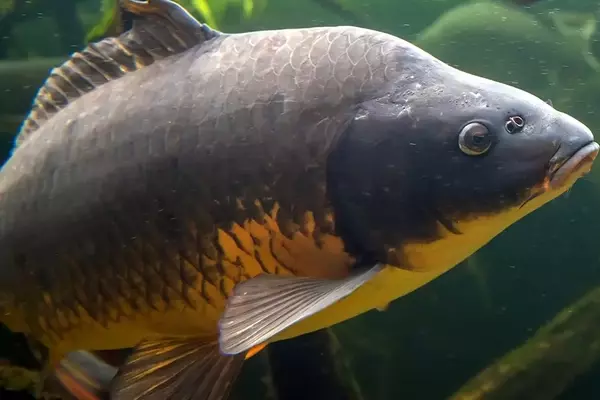 Global Carp Fishing Records
