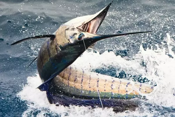 Revolutionary Advances in Fishhook Technology