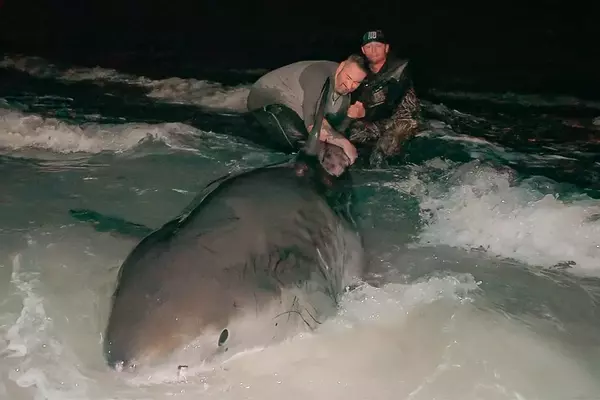Anglers Encounter Giant Great White Shark Off Florida Coast
