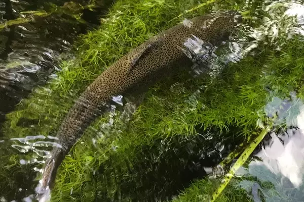 Discovering Serenity: The Allure of Uncharted Rivers for Anglers
