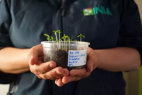 Chile's Desert Vault: Safeguarding Plant Diversity Amidst Climate Change