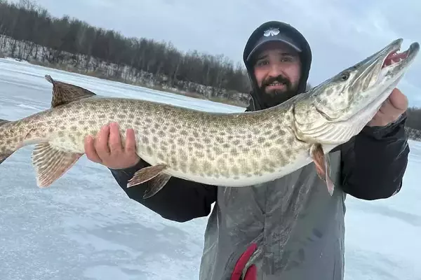 Massive Muskie Captured Through Ice in St. Lawrence River