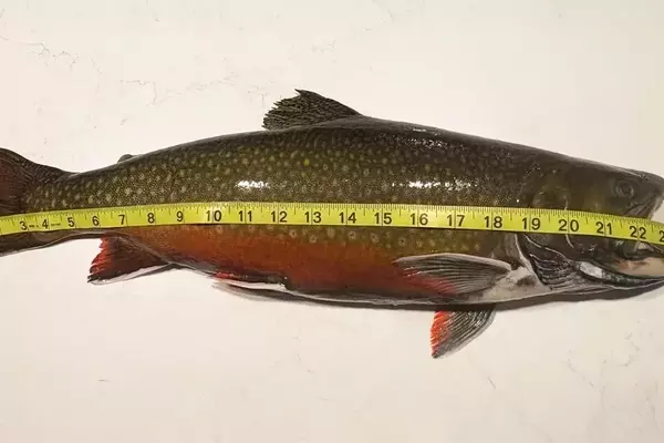 Exceptional Five-Pound Brook Trout Captured by Angler in Maine